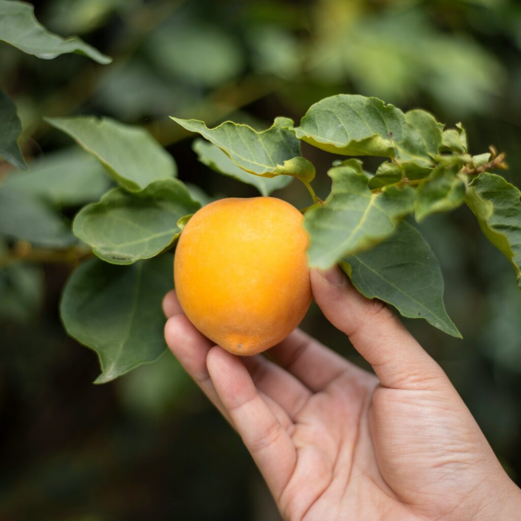 Hand holding a peach